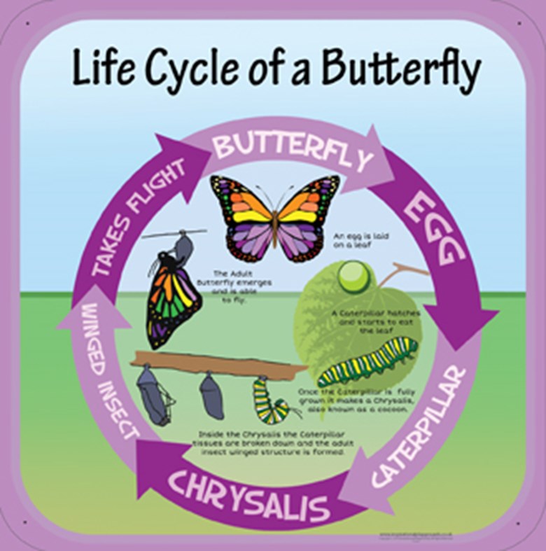 Life Cycles - Butterfly
