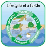 Life Cycles - Turtle