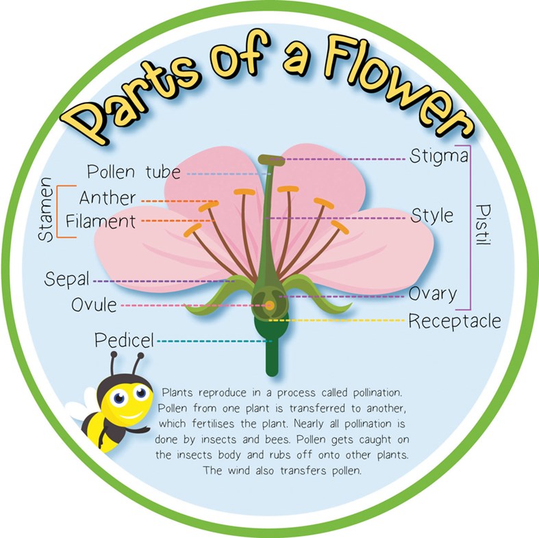 Pollination - Parts of a Flower