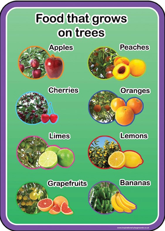 Food that grows on trees