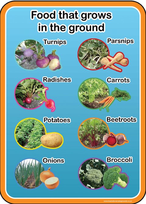 Food that grows in the ground