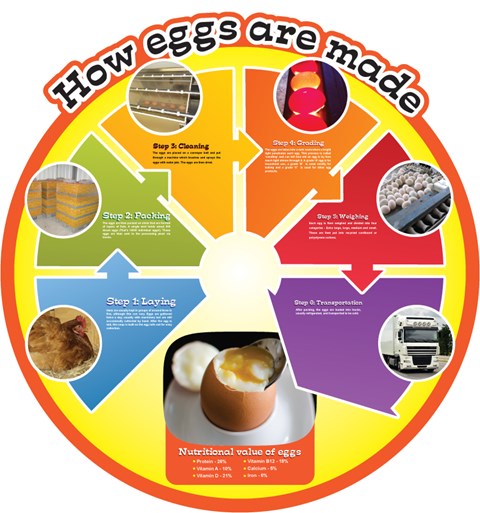 Food Cycles - Eggs