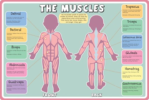 Anatomy-Muscles