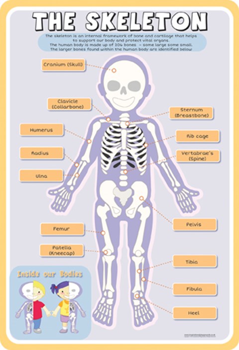 Anatomy-Skeleton